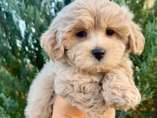 Maltipoo dogs Cupcake - Ad 13