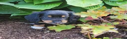 Miniature Dachshund dogs for sale: Venture  - Ad 42