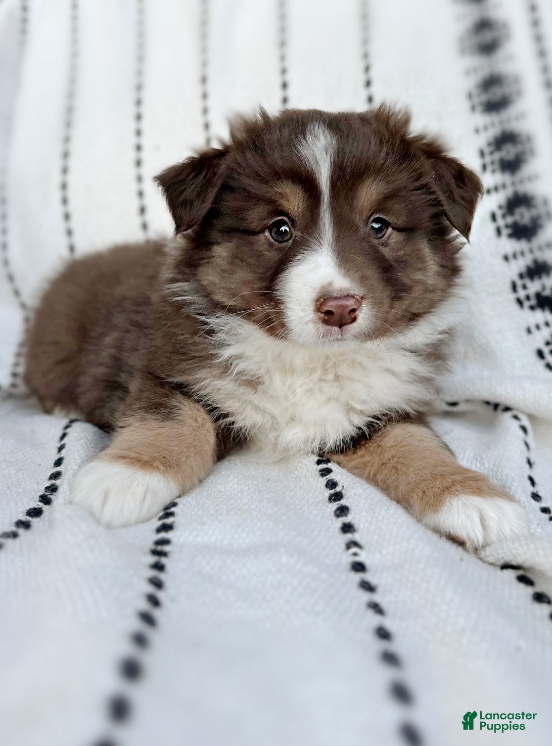 Miniature Australian Shepherd dogs Breeze - Ad 7