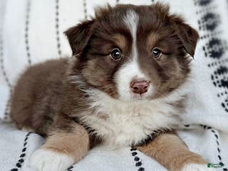 Miniature Australian Shepherd dogs Breeze - Ad 7