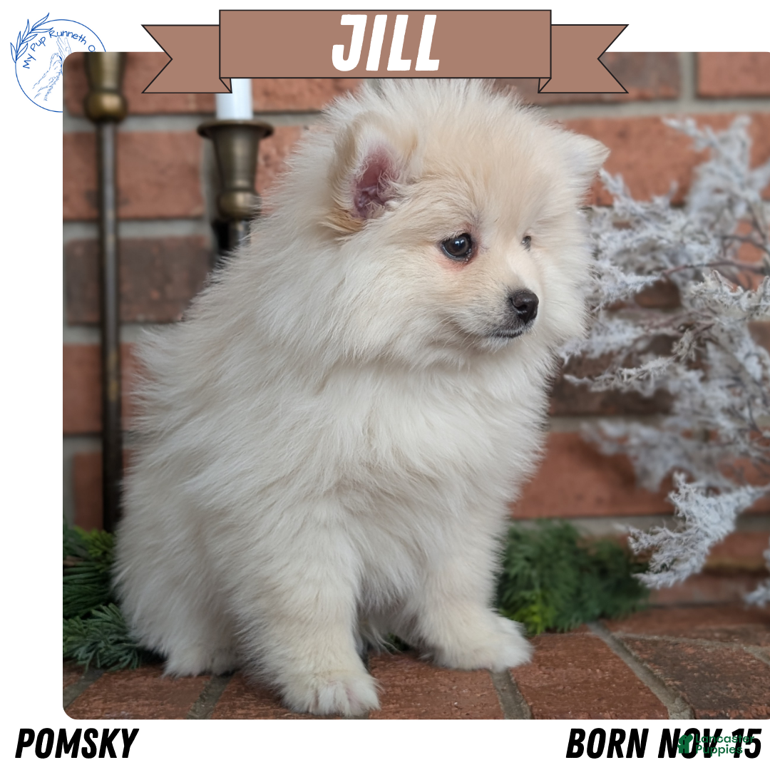 Pomsky dogs Jill  - Ad 1