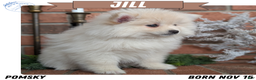 Pomsky dogs for sale: Jill  - Ad 1