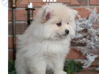 Pomsky dogs Jill - Ad 1