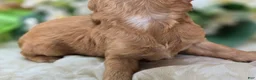 Cavapoo dogs for sale: Indigo - Ad 5
