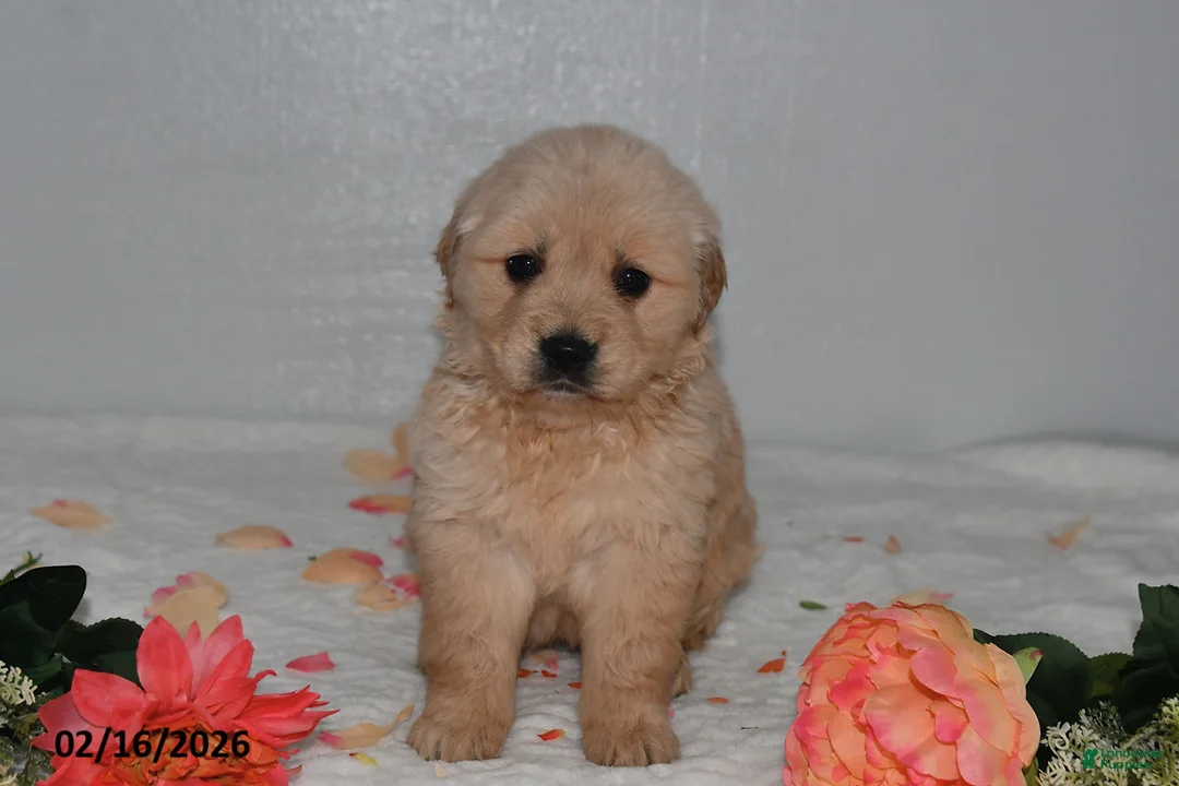 Golden Retriever dogs for sale: Daisy - Ad 2