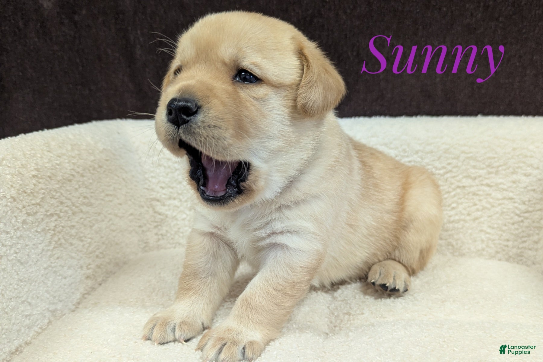 Labrador Retriever dogs Sunny - Ad 2