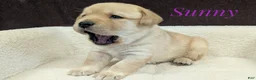 Labrador Retriever dogs for sale: Sunny - Ad 14