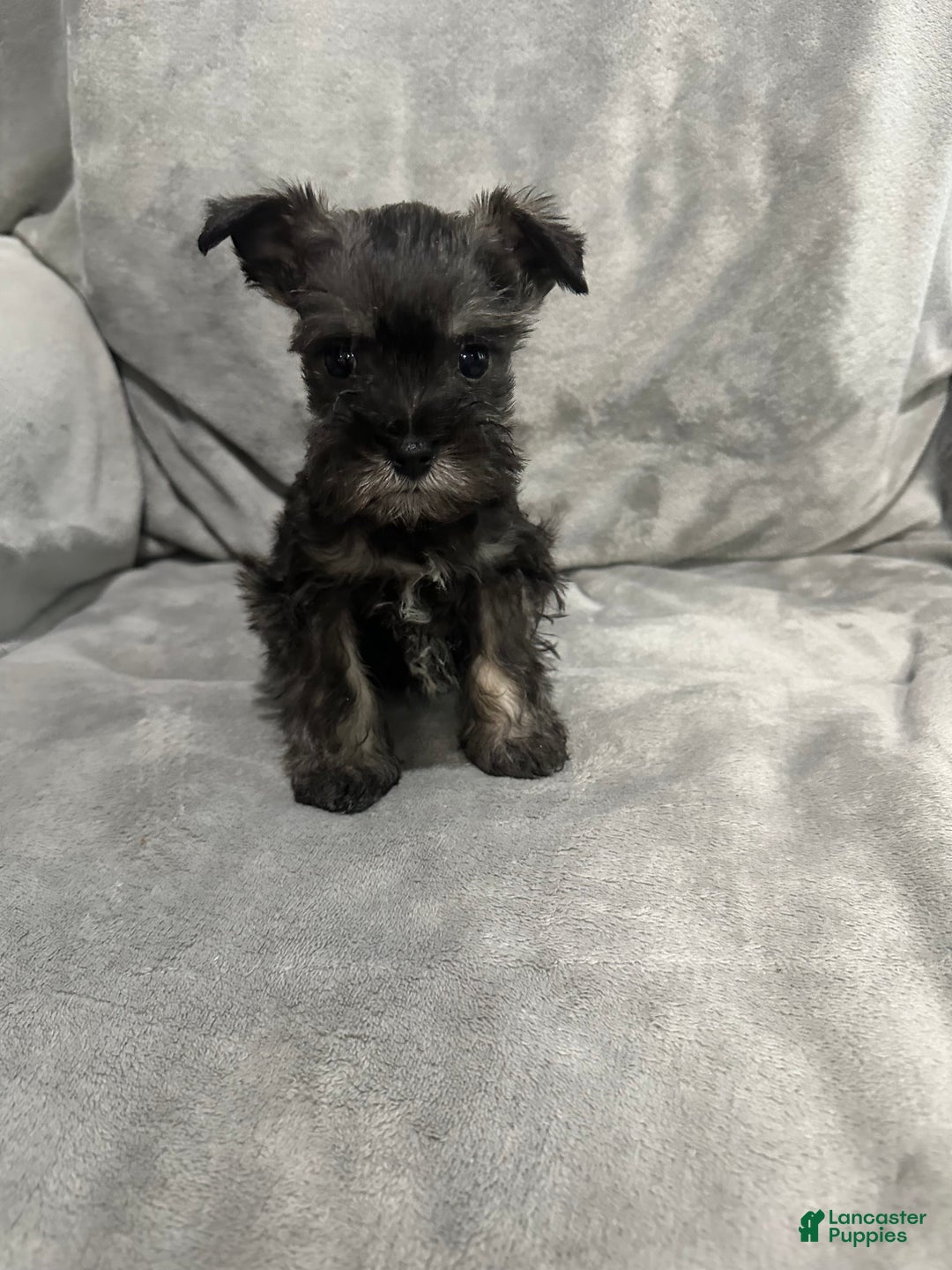 Miniature Schnauzer dogs for sale: Miniature Schnauzer Puppy 1 - Ad 1