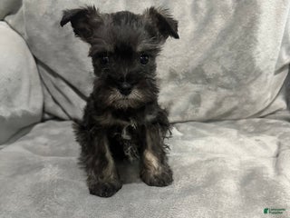 Miniature Schnauzer dogs Miniature Schnauzer Puppy 1 - Ad 40