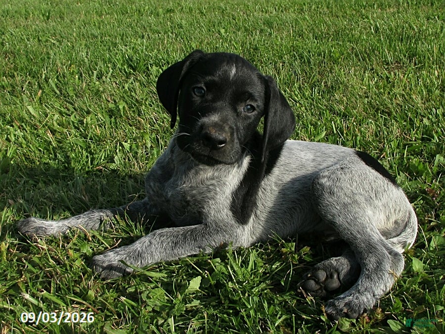 German Shorthaired Pointer dogs Honey - Ad 1