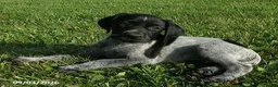 German Shorthaired Pointer dogs for sale: Honey - Ad 1