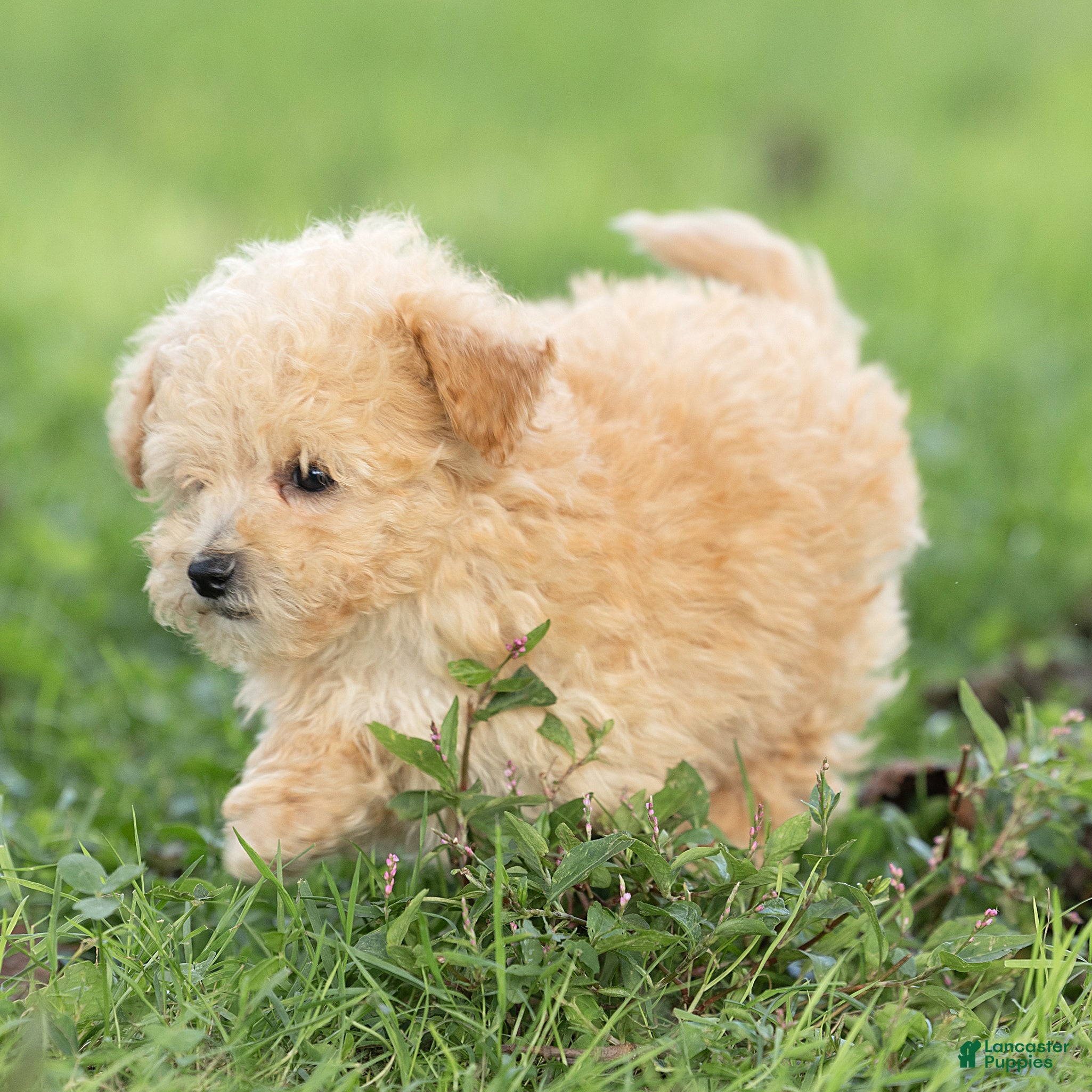 Maltipoo dogs Teddy Maltipoo  - Ad 2