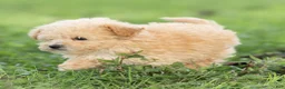 Maltipoo dogs for sale: Teddy Maltipoo  - Ad 2
