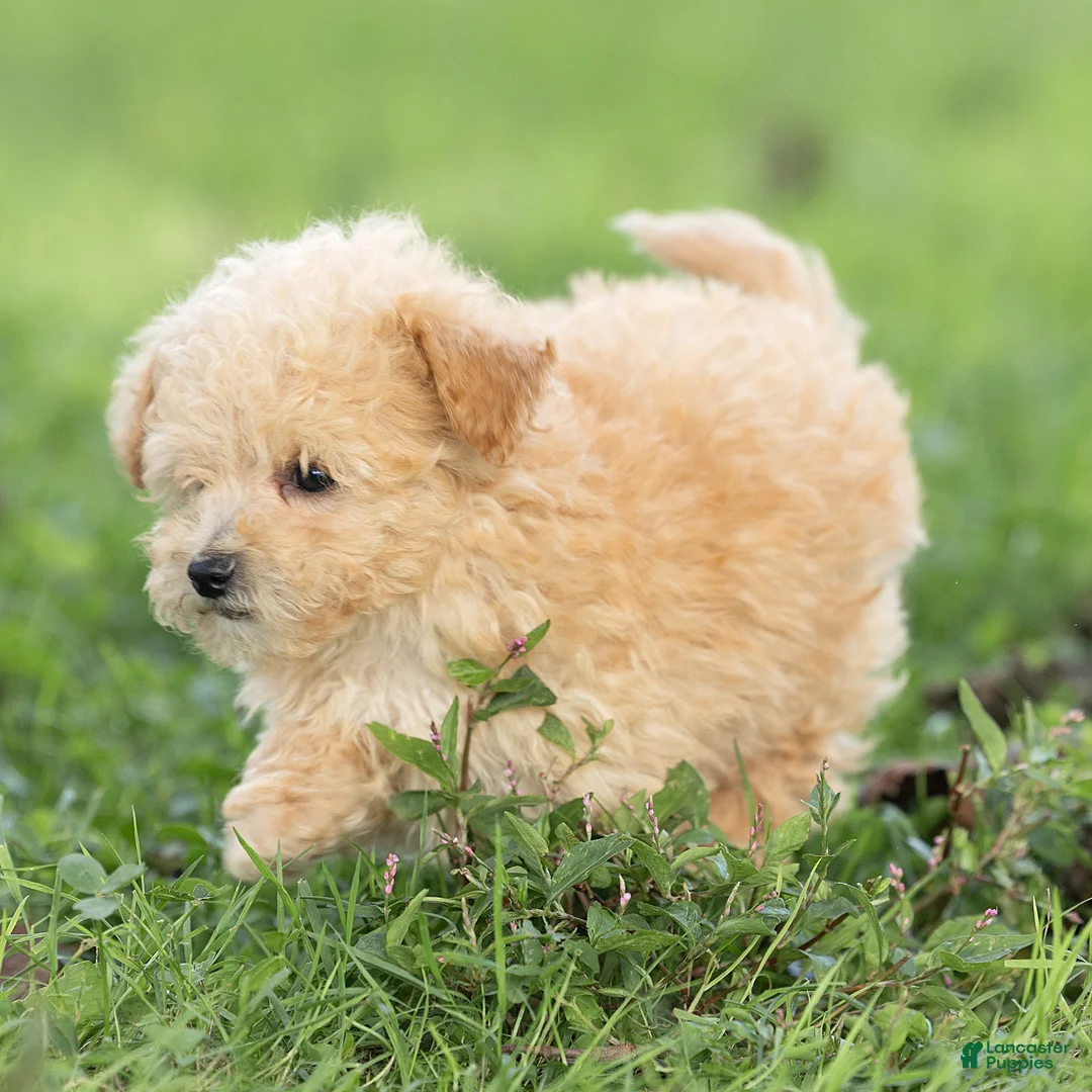 Maltipoo dogs for sale: Teddy Maltipoo  - Ad 2