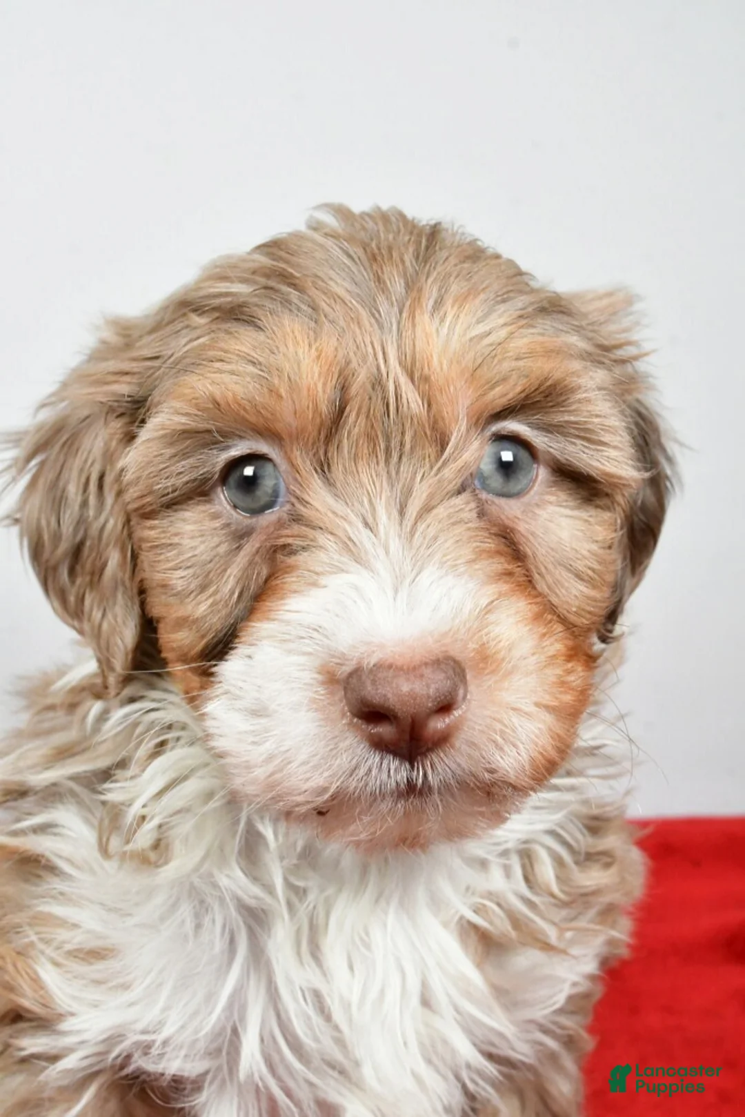 Mixed Breed dogs for sale: Thomas - Ad 9