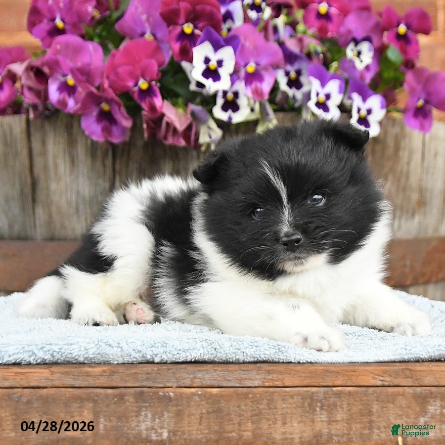 Pomeranian dogs Spencer - Ad 2