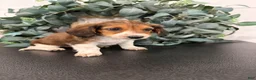 Miniature Dachshund dogs for sale: Dream - Ad 9