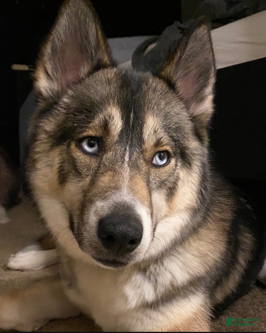 Siberian Husky dogs for sale: Siberian Husky Puppy 1 - Ad 9