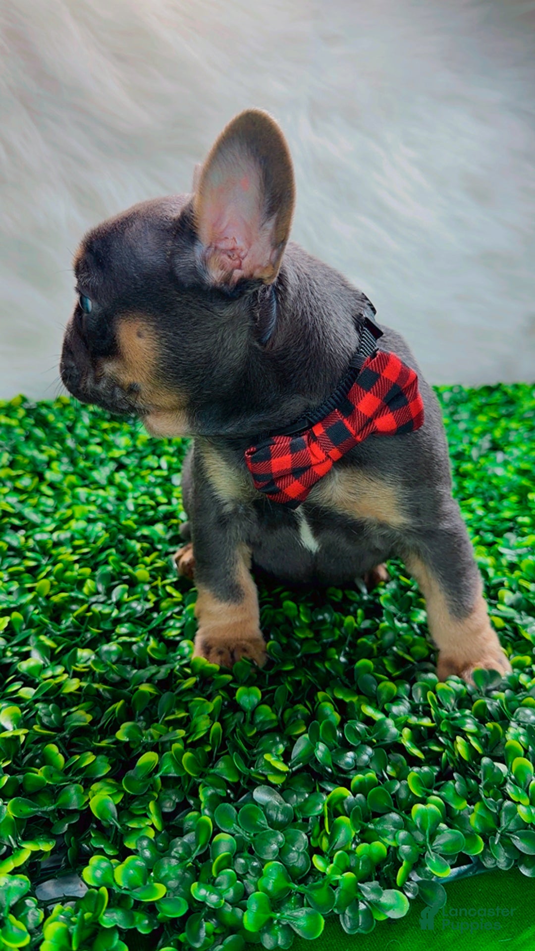 French Bulldog dogs for sale: TYSON - Ad 11