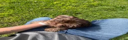 Shorkie dogs for sale: Shorkie Puppy 1 - Ad 3