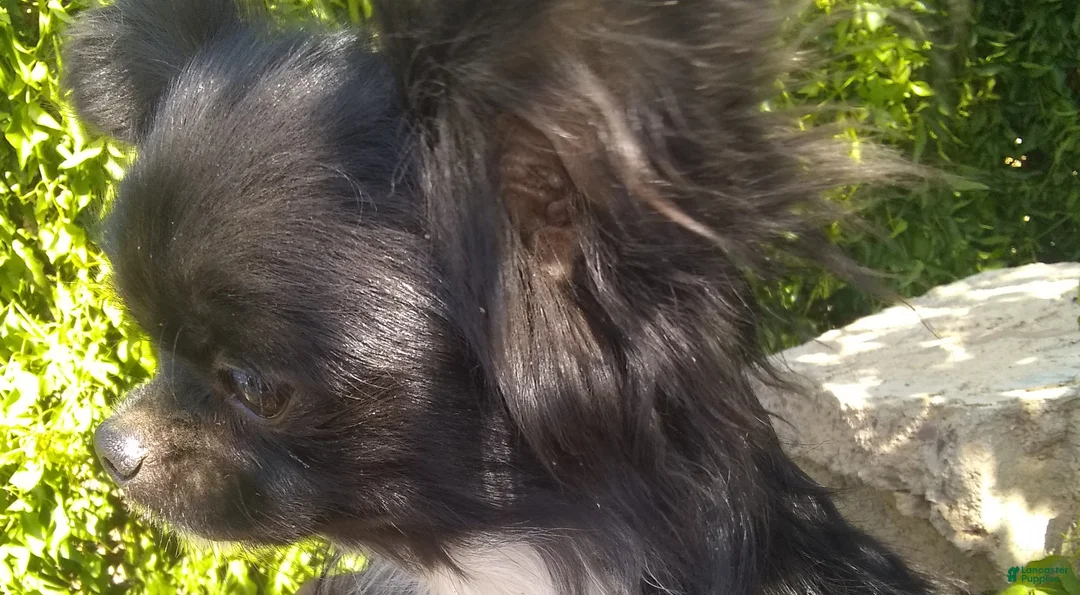 Chihuahua dogs for sale: Full AKC Adult  Russian Chihuahua Male  - Ad 13