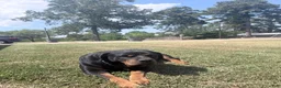 Rottweiler dogs for sale: Rottweiler 2 - Ad 2