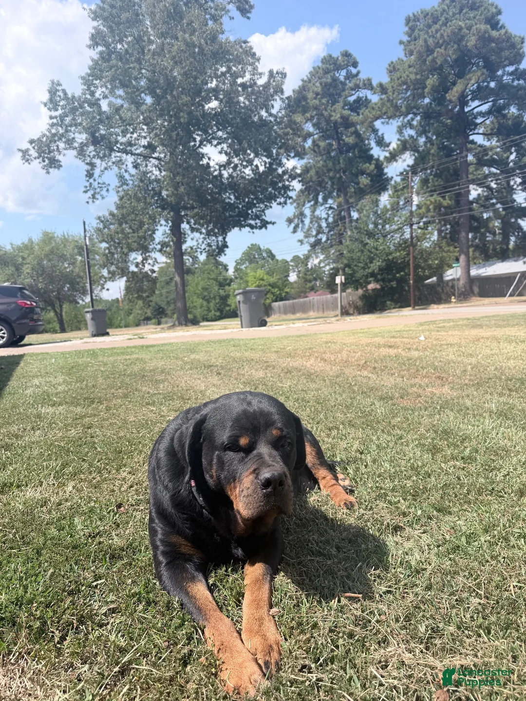 Rottweiler dogs for sale: Rottweiler 2 - Ad 2