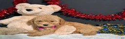 Toy Poodle dogs for sale: Lila - Ad 4