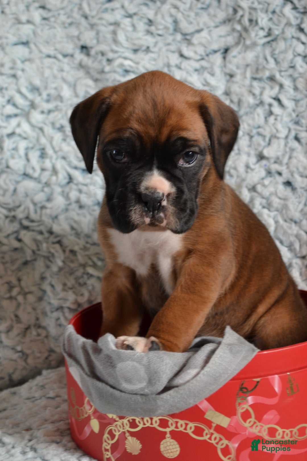 Boxer dogs for sale: Sophie - Ad 1