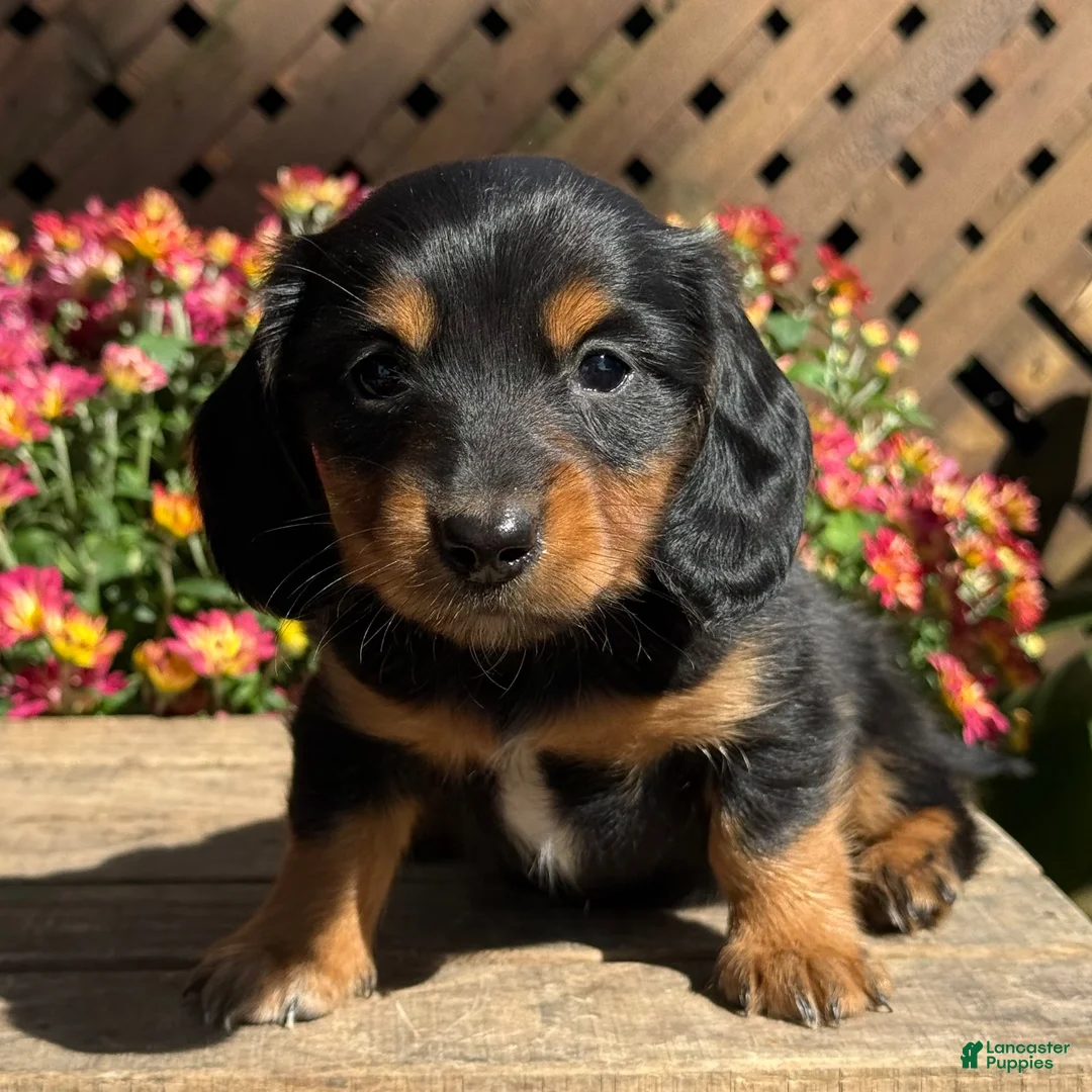 Miniature Dachshund dogs for sale: Tina - Ad 2