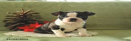 Boston Terrier dogs for sale: Oliana - Ad 2