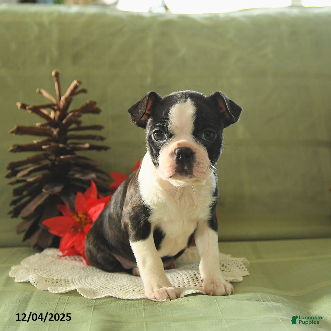 Boston Terrier dogs for sale: Oliana - Ad 2