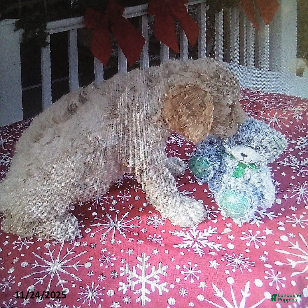Goldendoodle dogs for sale: Roxy - Ad 4