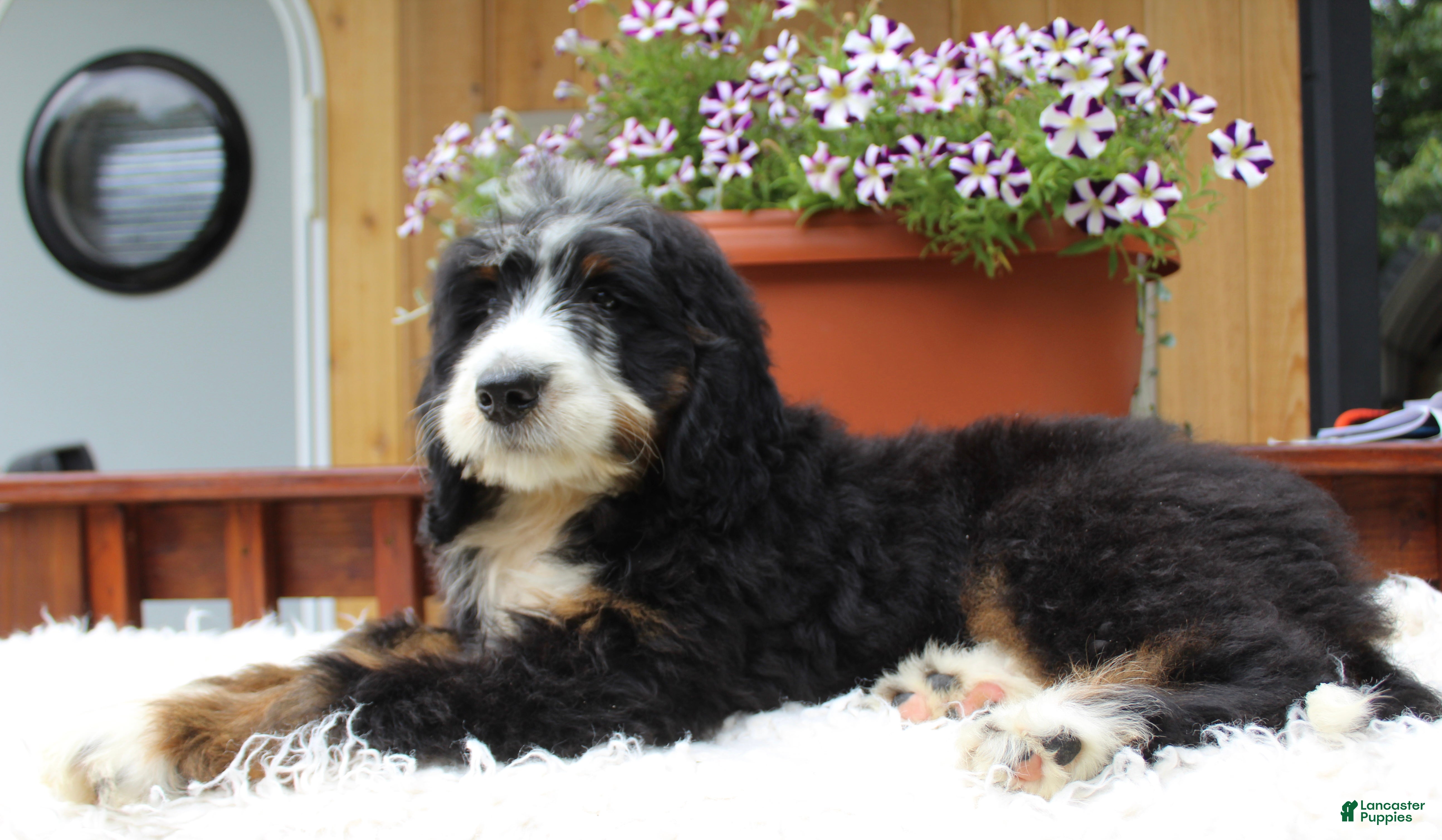 Bernedoodle dogs Garret  - Ad 2