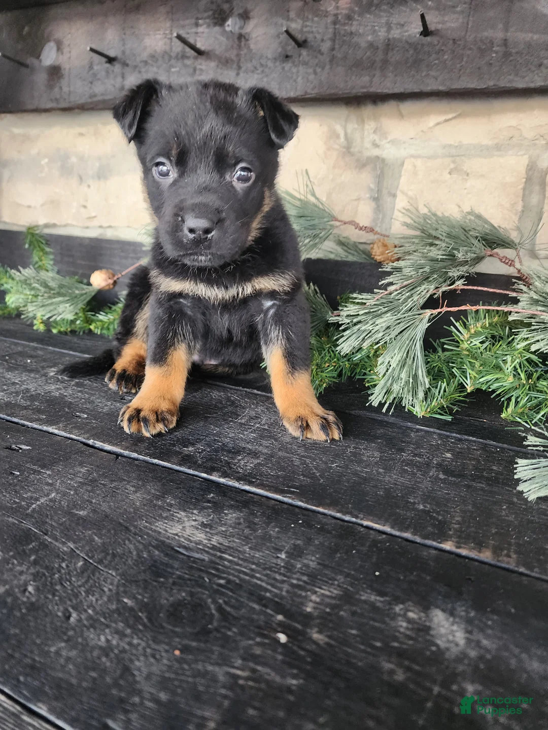 Mixed Breed dogs for sale: Rusty - Ad 10