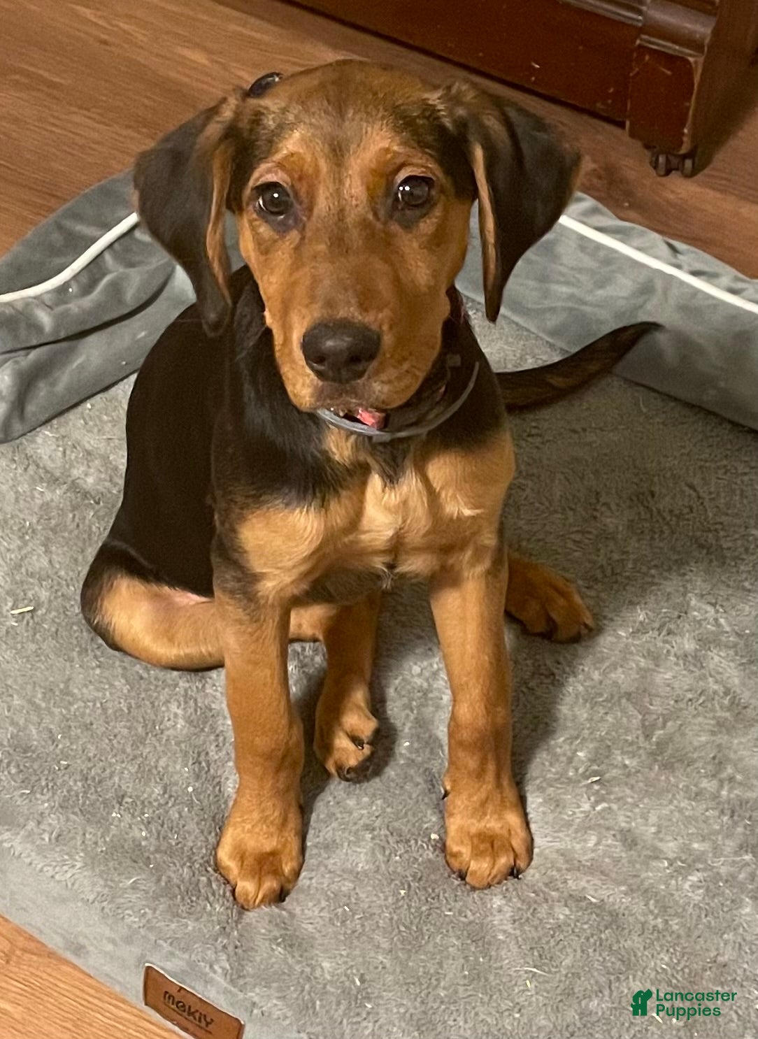 Mixed Breed dogs Daisy  - Ad 24