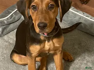 Mixed Breed dogs Daisy - Ad 36