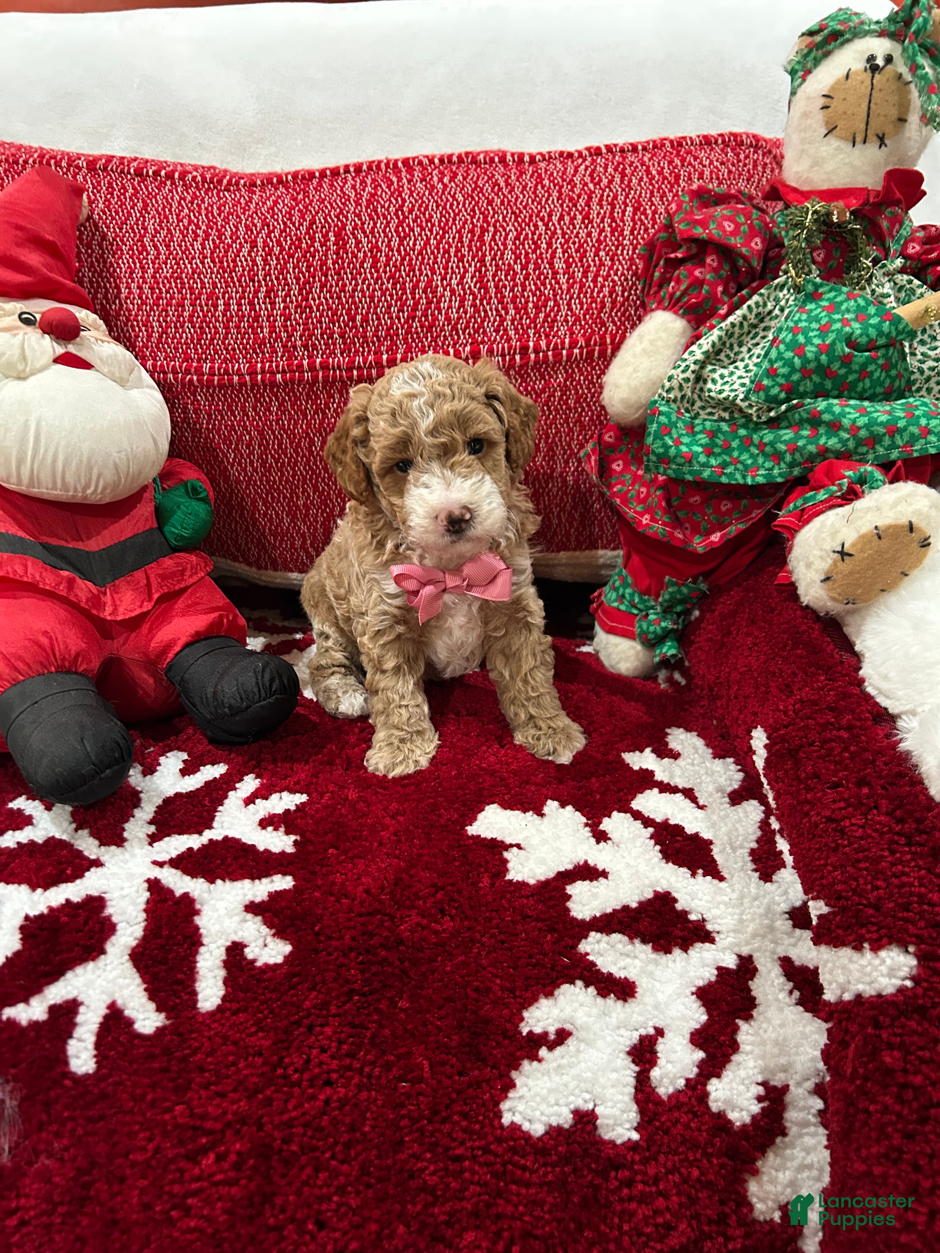 Mini Goldendoodle dogs Petite Mini Goldendoodle Twinkie - Ad 2