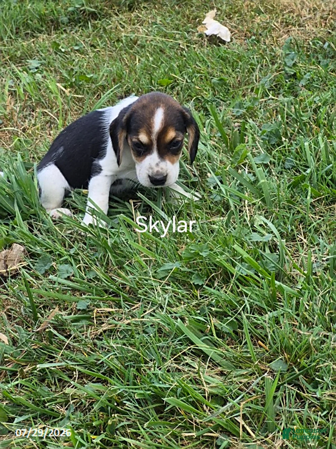 Beagle dogs for sale: Skylar - Ad 1