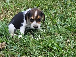 Beagle dogs Skylar - Ad 21