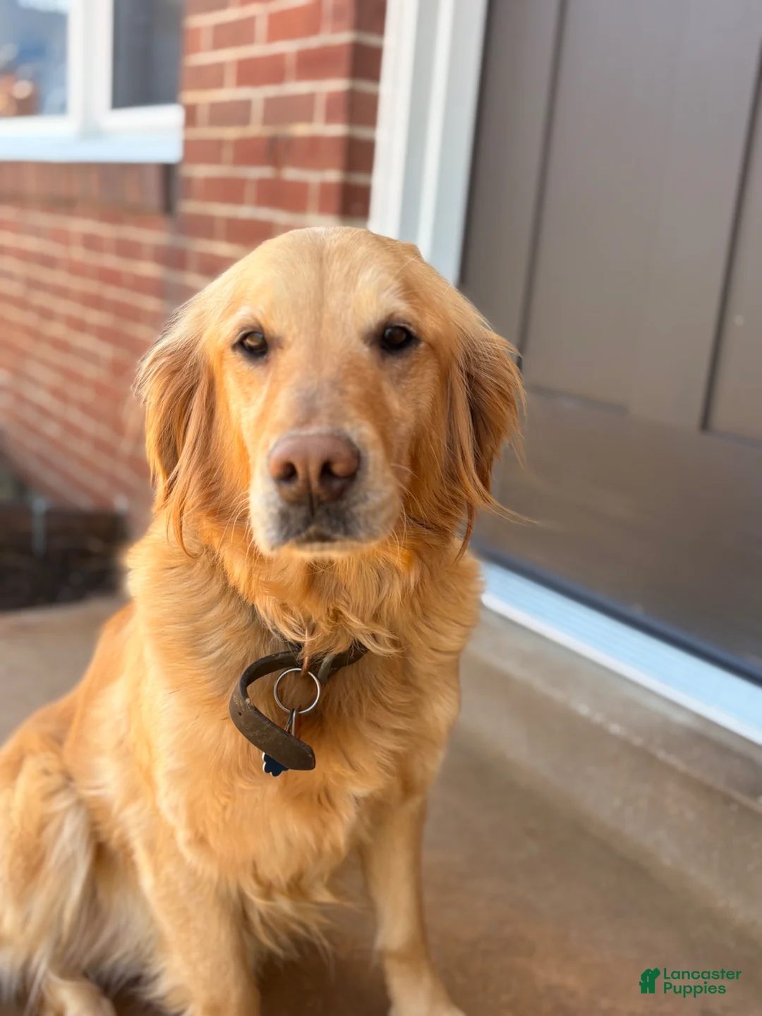 Golden Retriever dogs for sale: Golden Retriever  - Ad 2