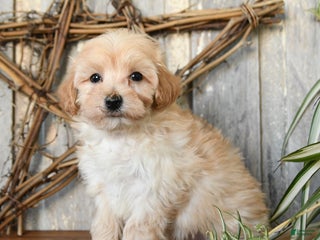 Maltipoo dogs Biscuit - Ad 25