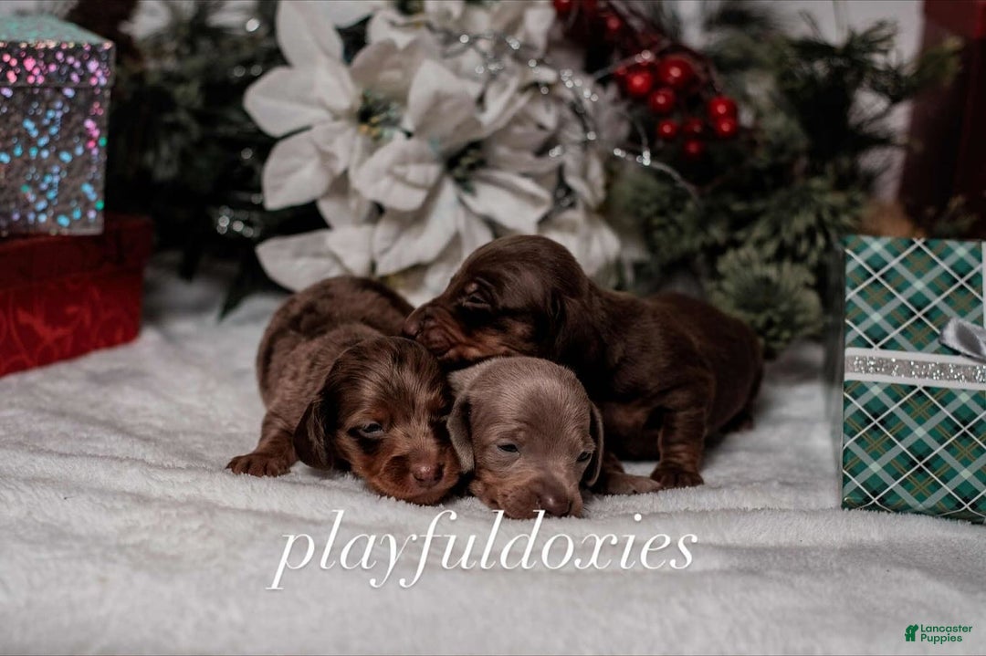 Miniature Dachshund dogs for sale: Ravioli's Chocolate & Tan Girl - Ad 12