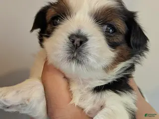 Shih Tzu dogs Sky - Ad 38