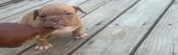 American Bully dogs for sale: Princess Peach - Ad 3