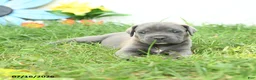 Cane Corso dogs for sale: Rosie - Ad 4