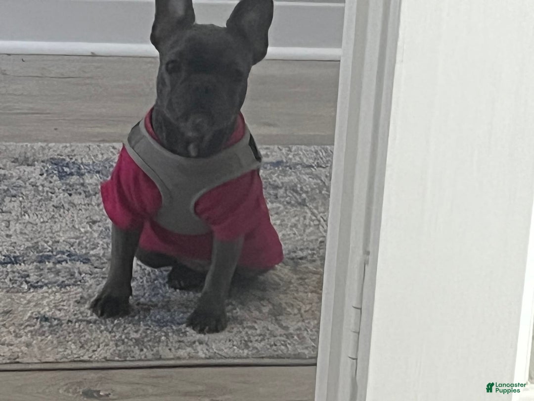 Gallery Image {{count}}