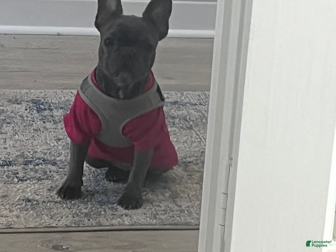 Gallery Image {{count}}