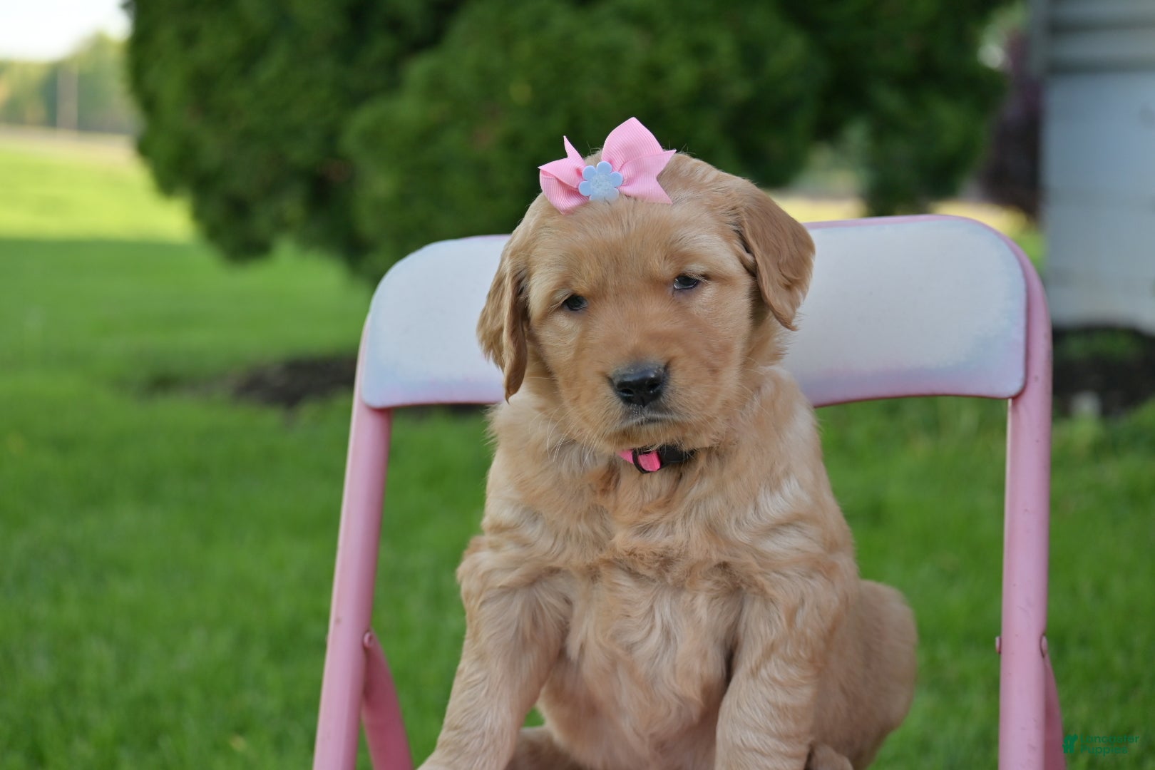 Golden Retriever dogs Summer - Ad 35