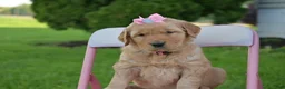 Golden Retriever dogs for sale: Summer - Ad 1